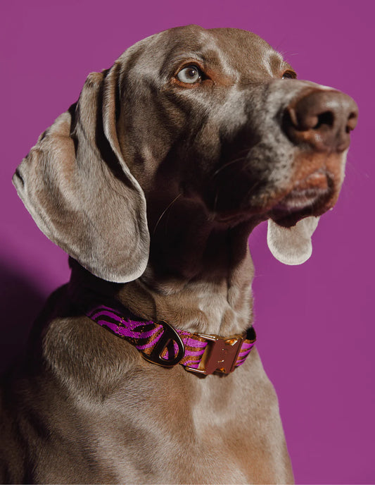 Halsband Dogguo Purple