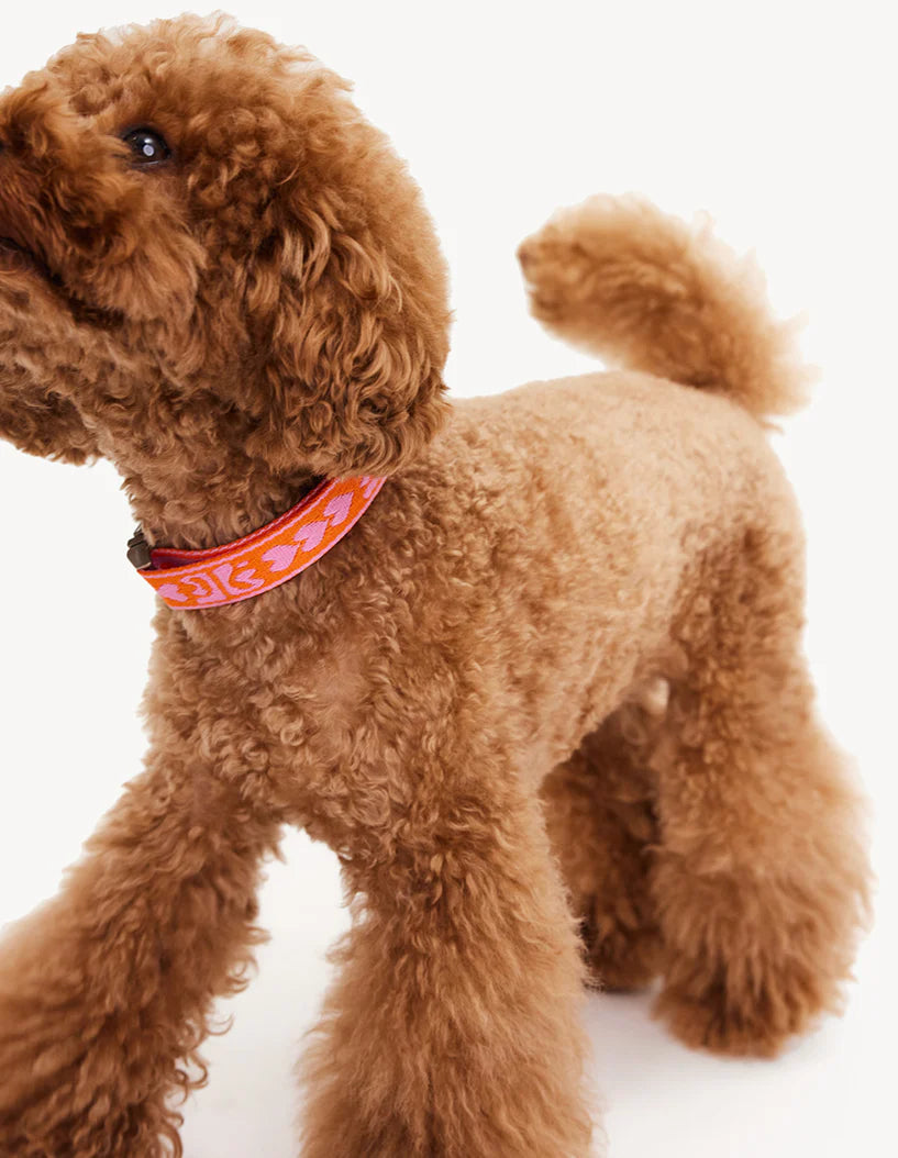 Halsband Dogguo Orange