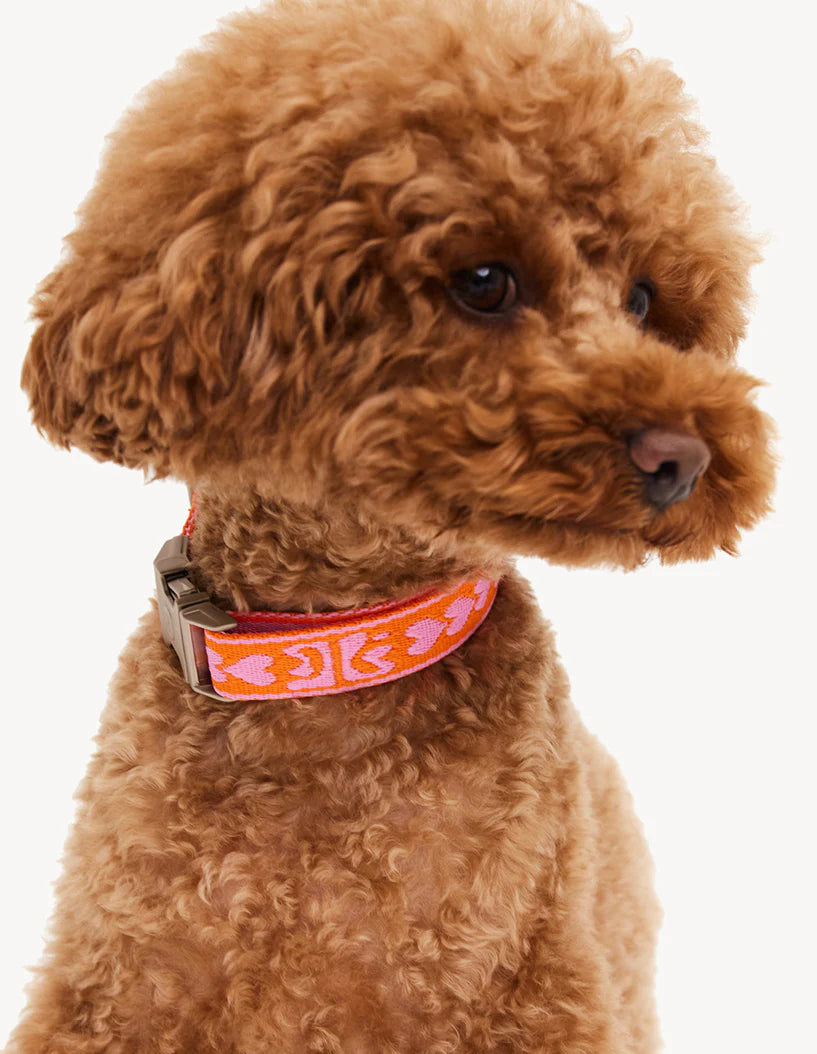 Halsband Dogguo Orange